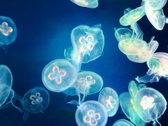 -太平洋海底世界