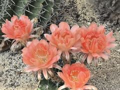 -厦门园林植物园-植物园滴水山房