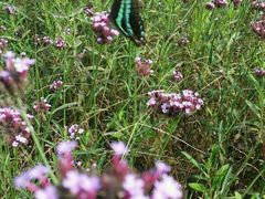 -杭州湾海上花田景区