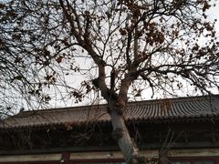 -西安碑林博物馆