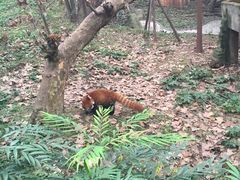-成都大熊猫繁育研究基地