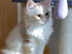 -猫腻·猫咖·撸猫馆(星光大道店)