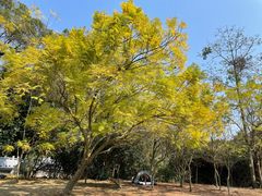 -南宁良凤江国家森林公园