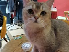 -猫色咖啡·猫咖