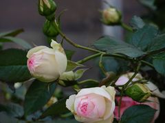 -美家乐农庄·露营·团建(大治路店)