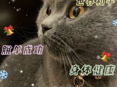 -欣宠猫屋·矮脚拿破仑·蓝金金渐层