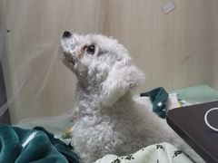 -成都民大动物医院