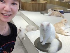 -飞行喵MR PILOT|猫舍·猫咖(静安大融城店)