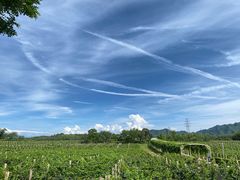 -北京张裕爱斐堡酒庄