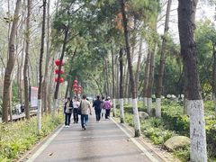 -合肥滨湖国家森林公园