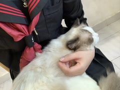 -楼上猫咖(罗湖店)