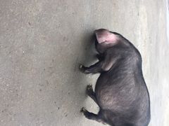 烤乳猪-大京袁记烤全羊农家(大京水库店)