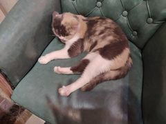 -猫色咖啡·猫咖