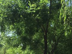 -天幕新彩云国际影城(激光巨幕店)