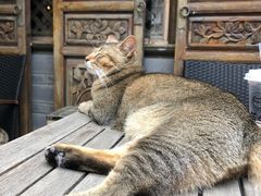 -喵屿·大理花园猫咖