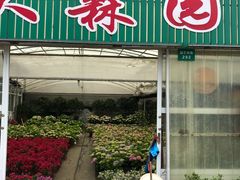 -龙大花卉苗木市场