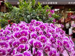 -溪岸路花鸟市场