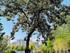 -石榴庄公园