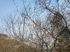 -北京西山国家森林公园