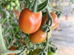 -杨柳青园艺科技博览园