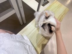 -藏猫猫咖啡主题馆(中央大道店)