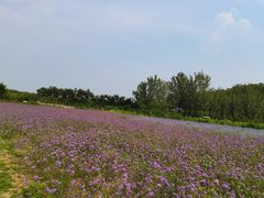 -北京东方普罗旺斯薰衣草庄园