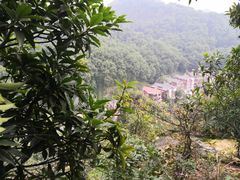 -南山植物园