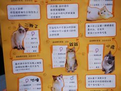 -滚猫咖啡·猫咖·猫友好撸猫(未来城店)