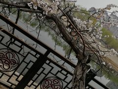 -桃花堤公园