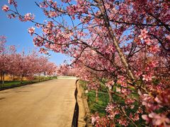 -宜良山后樱花谷