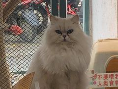 -喵屿·大理花园猫咖