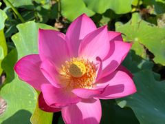 -石家庄市植物园