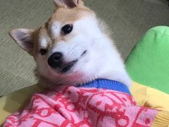 -逗柴咖啡屋·狗咖猫咖宠物桌游