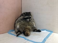 -浣熊柯尔鸭土拨鼠·电玩咖