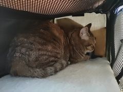 -东方动物医院·宠保定点·骨科·转诊中心(春城路·昆明站分院)