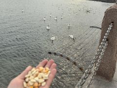 -烟墩角天鹅湖