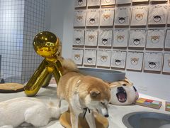 -柴务处·柴犬主题狗咖