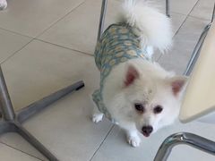 -怪兽屋·羊驼·猫咖·狗咖(俊华广场店)