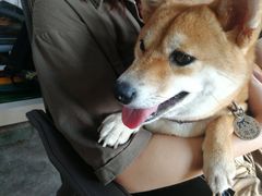 -柴犬高等学院·狗咖·柴犬售卖·宠物训练