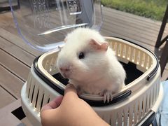 -宠物兔专门店(天丰利市场店)