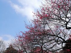 -杭州植物园