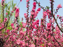 -元大都城垣遗址公园