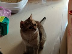 -猫大福·Fortune Cat猫舍(百子湾店)