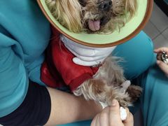 -小伙伴宠物医院•急重症转诊中心·老年专科·犬猫全科(北大街总院)