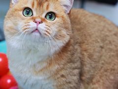 -lincat·猫舍(广州店)