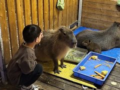 -廊坊固安福朋喜来登酒店