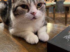 -猫猫幼稚园·撸猫·桌游·电玩