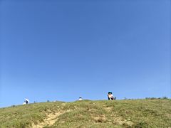-大姆山草场