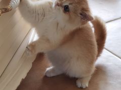 -东方名猫馆·英短金渐层布偶猫舍(环线广场1号楼店)