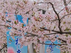 -高东镇樱花园
